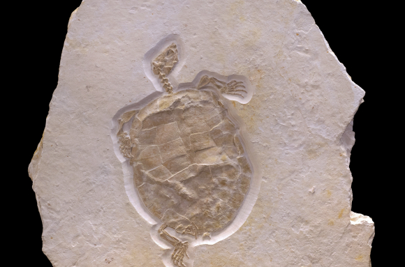 Tortue fossile (vue d'ensemble)